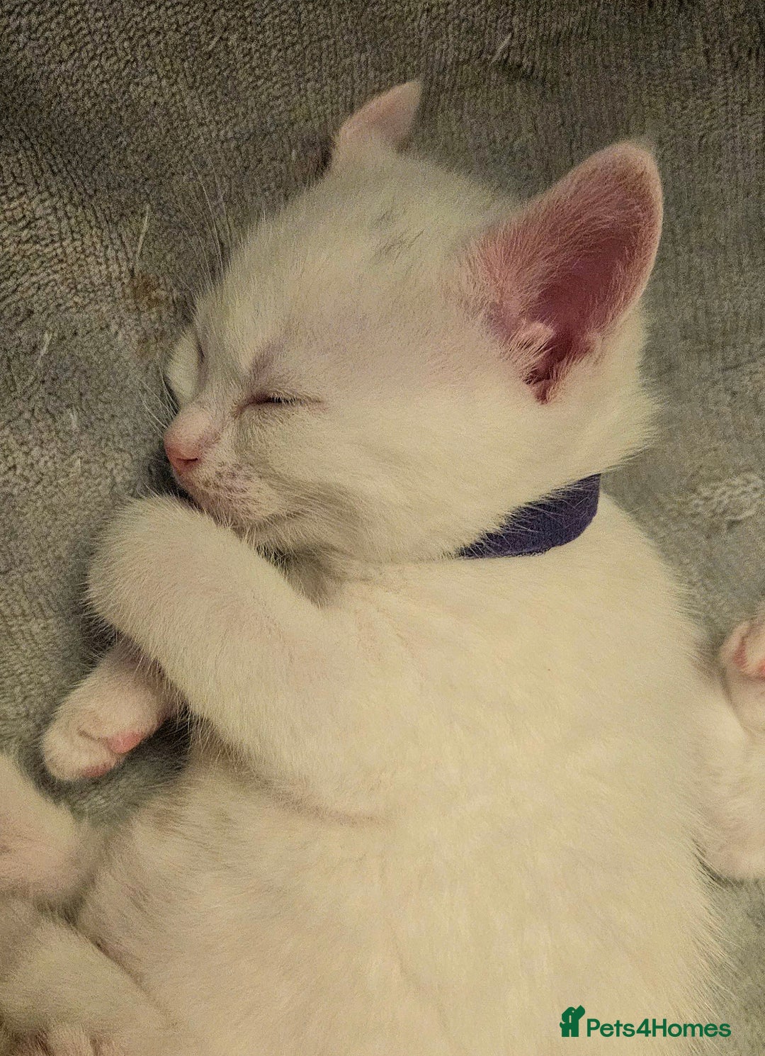 Mixed Breed cats for sale: Scottish straight cross kittens - Image 9