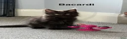 Maine Coon cats for sale: Stunning Pedigree Maine Coon Kittens for Sale - Advert 14