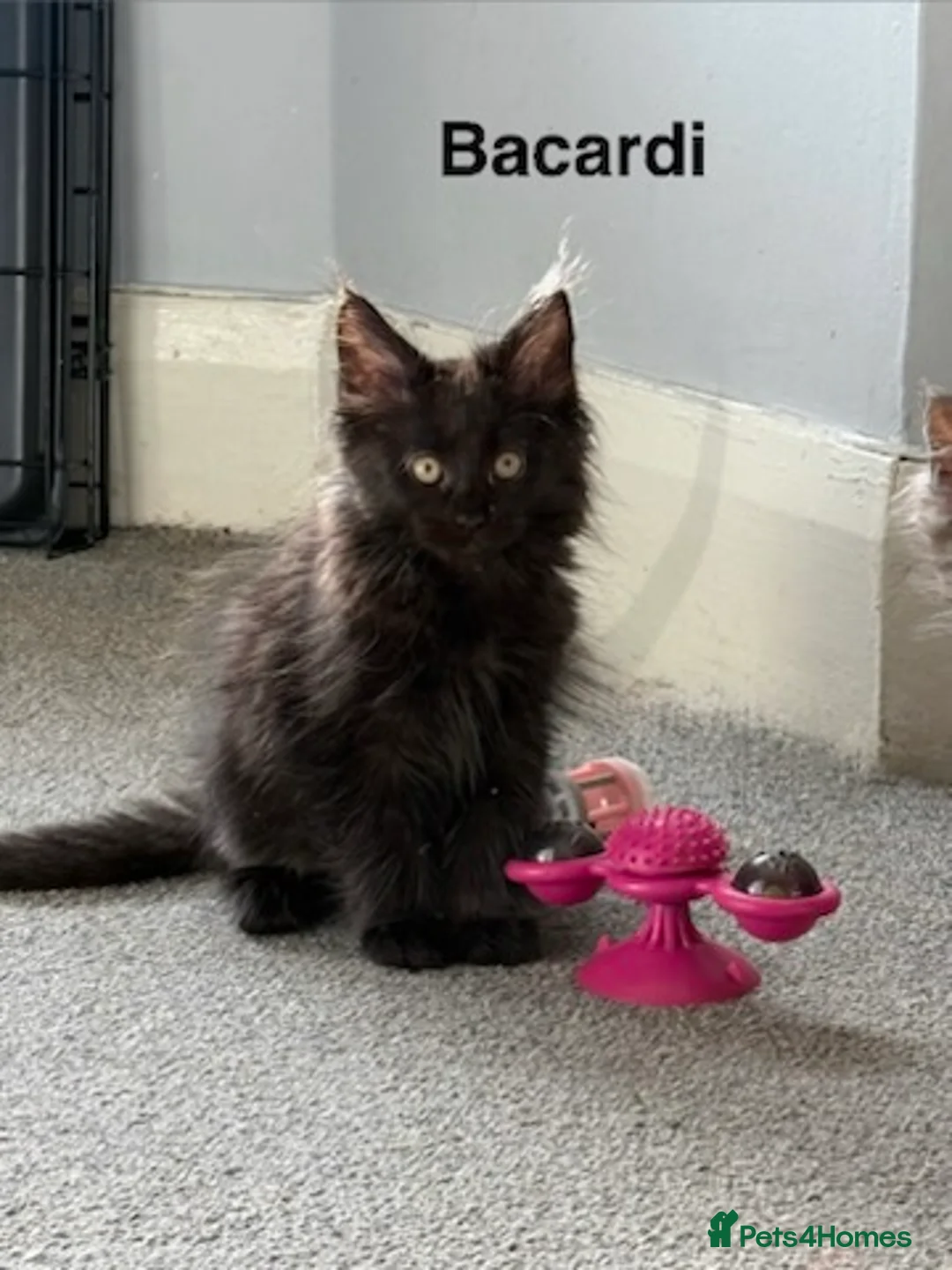 Maine Coon cats for sale: Stunning Pedigree Maine Coon Kittens for Sale - Advert 14