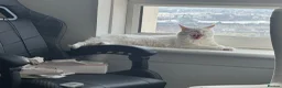 Maine Coon cats for sale: Beautiful White Maine Coon Cat in Glasgow - Advert 4