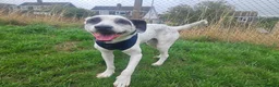 Mixed Breed dogs for adoption: Flipper for adoption in London - Advert 6