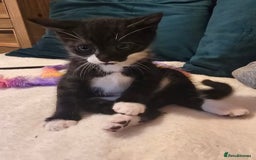 Mixed Breed cats for sale: Kitten Lovely Boy 6 weeks old - Image 1