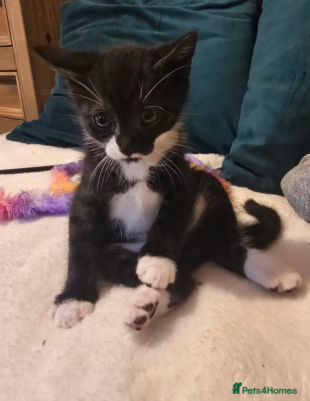 Mixed Breed cats for sale: Kitten Lovely Boy 6 weeks old - Image 1