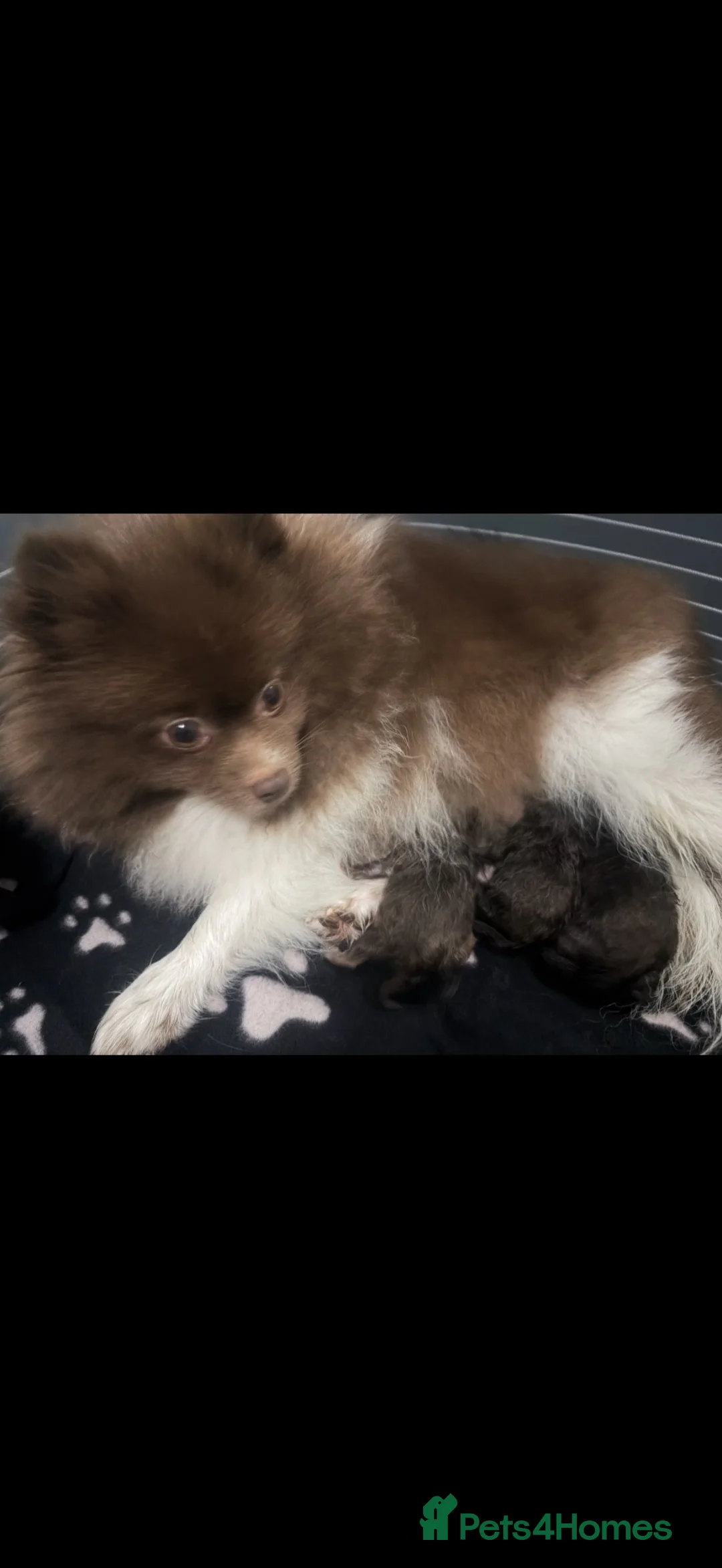 Pomeranian dogs for sale: 3 boys Poms teddy bear 🐻 - Advert 19