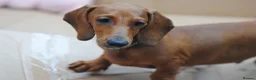 Dachshund dogs for sale: READY NOW Standard smooth haired dachshund  - Advert 5
