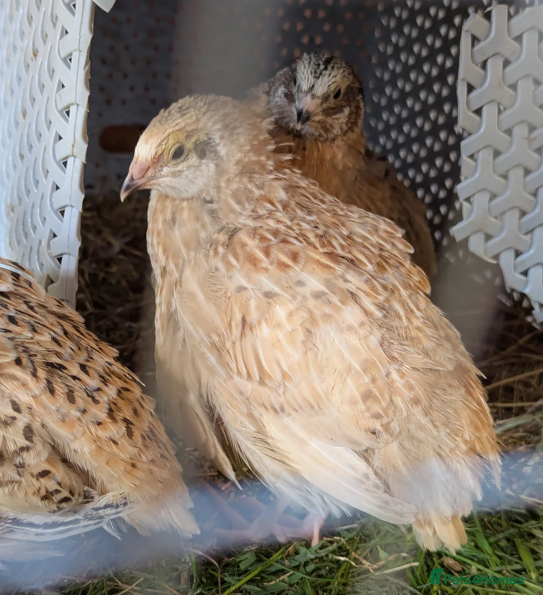 Quail poultry for sale: Range of quail available and fertile eggs  in Llandrindod Wells - Advert 2