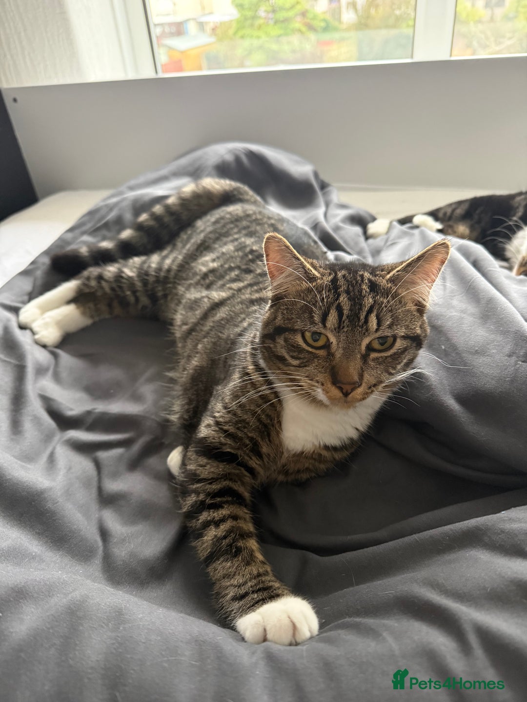 Mixed Breed cats for sale: Oliver & Oscar  - Advert 3