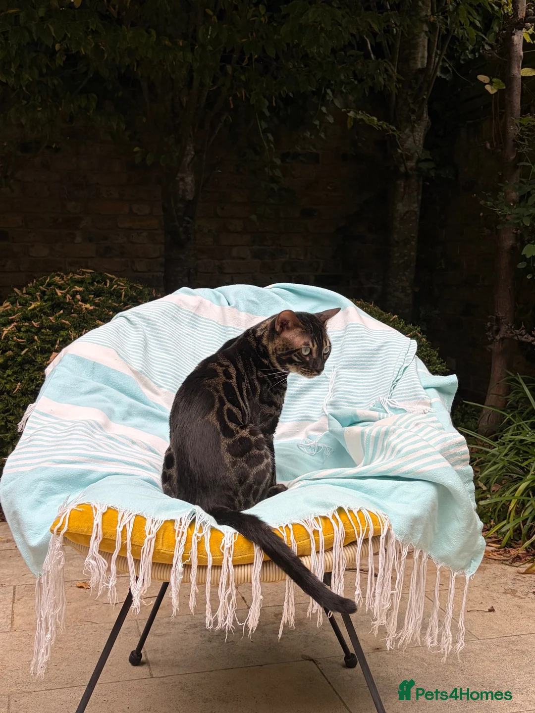 Bengal cats for sale: Charcoal Bengal Cat Male  in London - Advert 4
