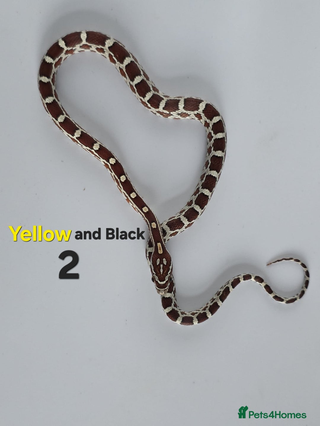 Corn Snake reptiles for sale: Baby Cornsnakes  - Advert 27