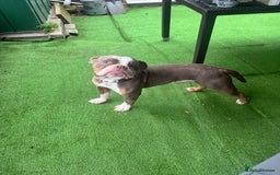 Old Tyme Bulldog dogs for sale: Old tyme bull dog male under a year old  - Image 4