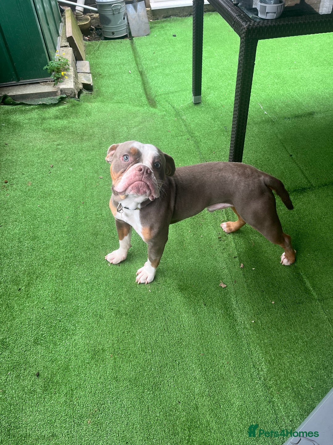 Old Tyme Bulldog dogs for sale: Old tyme bull dog male under a year old  - Image 4