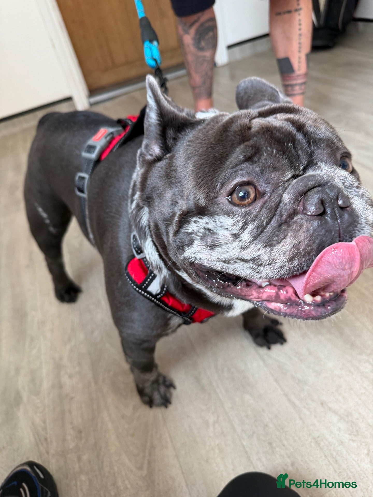 French Bulldog dogs Beautiful french bulldogs puppies 4 girls & 4 boys - Advert 2