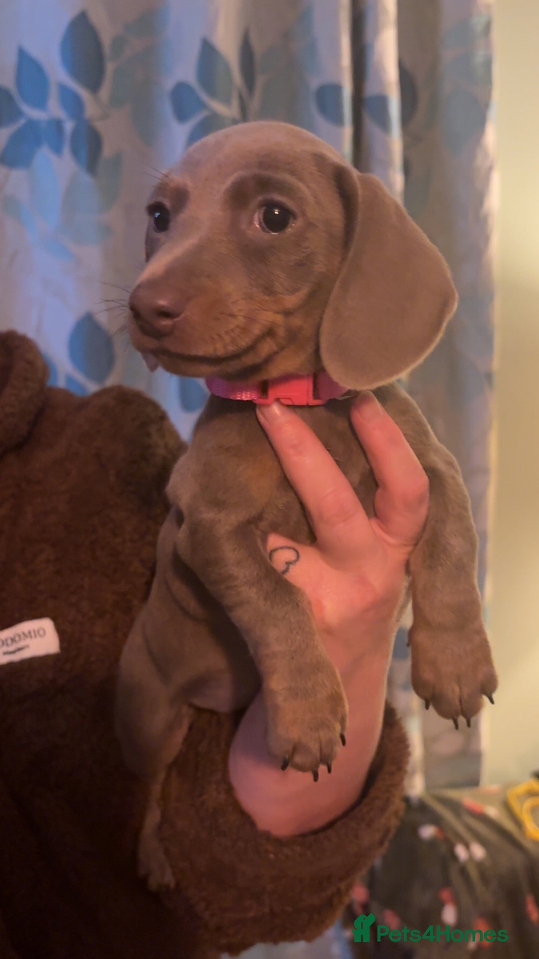 Miniature Dachshund dogs for sale: ISABELLA AND TAN MINIATURE DACHSHUND PUPPIES  - Advert 20