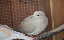 Doves birds for sale: 2025 bred Java doves for sale - Image 2