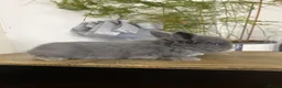 Mini Lion Lop rabbits for sale:  Beautiful Mini Lion Lop Bunnies  - Advert 3