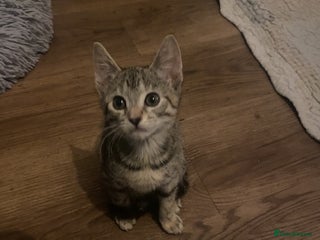 Mixed Breed cats Last little girl wanting forever home - Advert 4