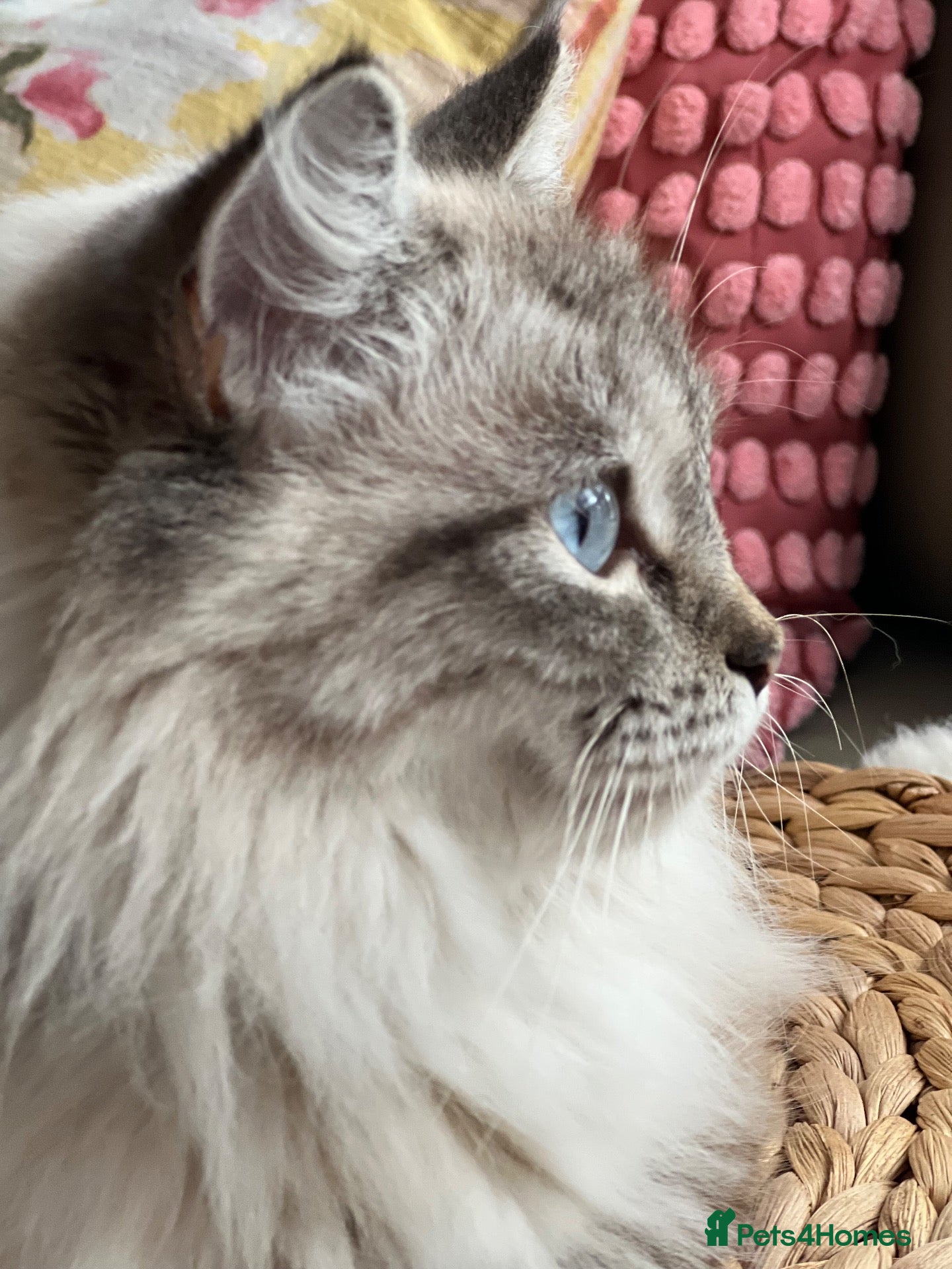 Mixed Breed cats Fluffy Siberian X Ragdoll female🩷 - Advert 14