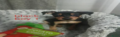 Miniature Pinscher 1