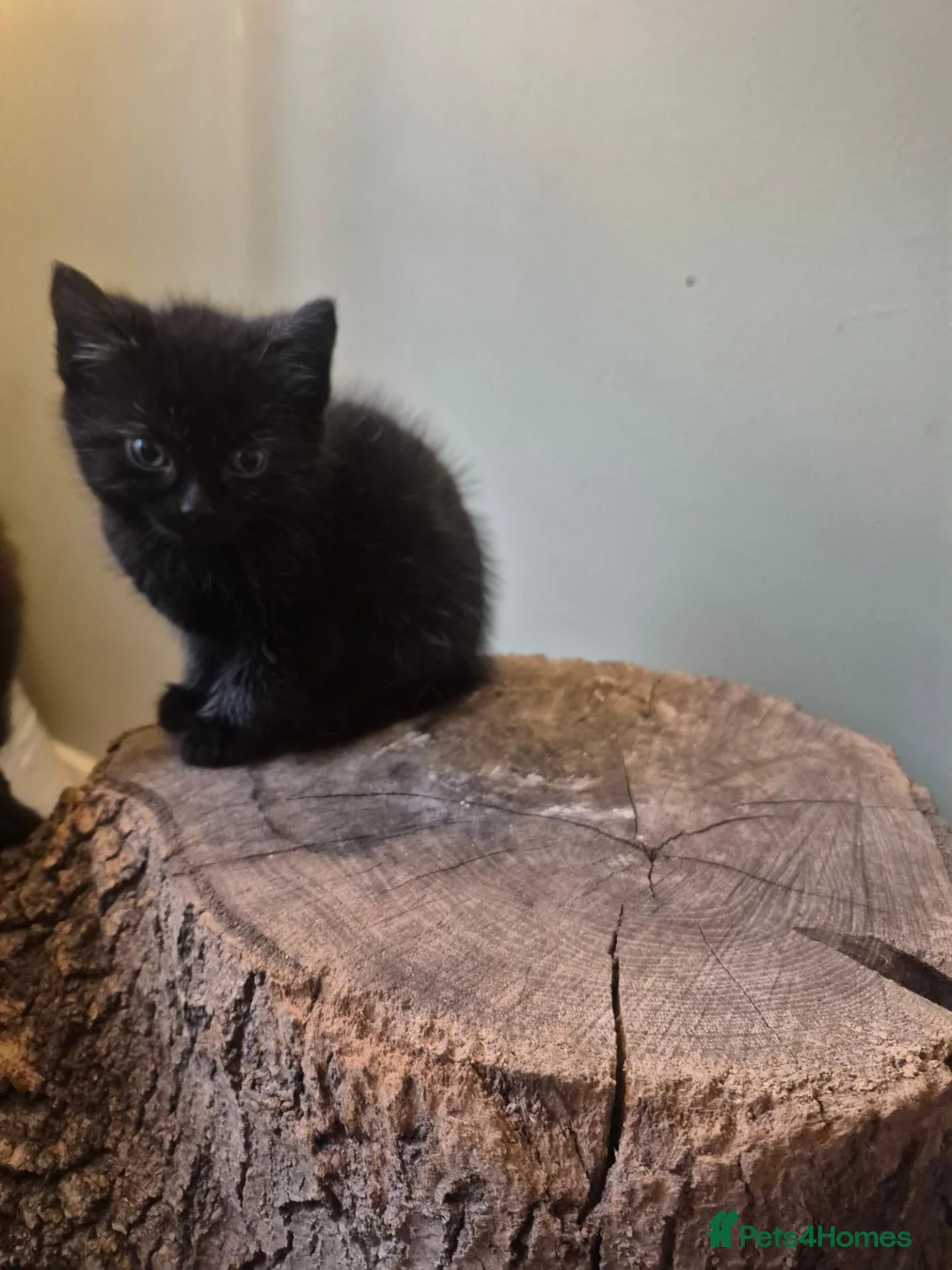 Mixed Breed cats for sale: 3 beautiful kittens left  - Advert 2