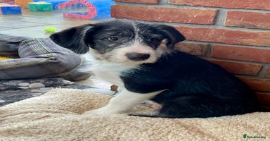 Mixed Breed dogs - Advert 15