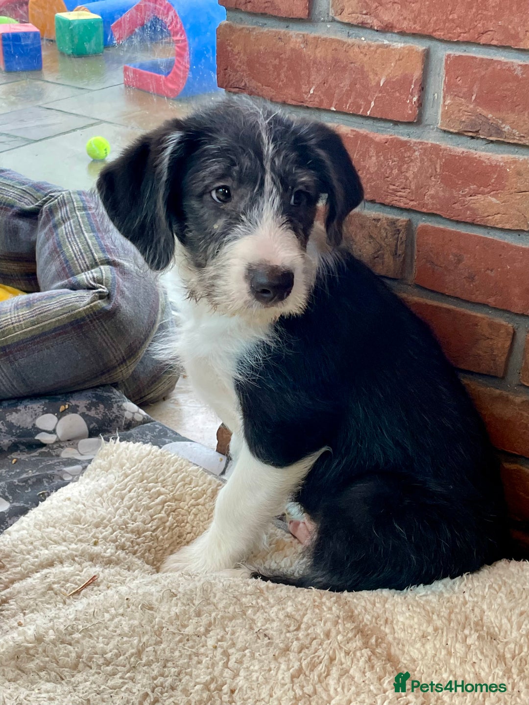 Mixed Breed dogs for sale: Boys and girls available  - Image 3