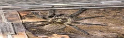 Spiders invertebrates for sale:  Tarantulas Available in Oldham - Advert 1