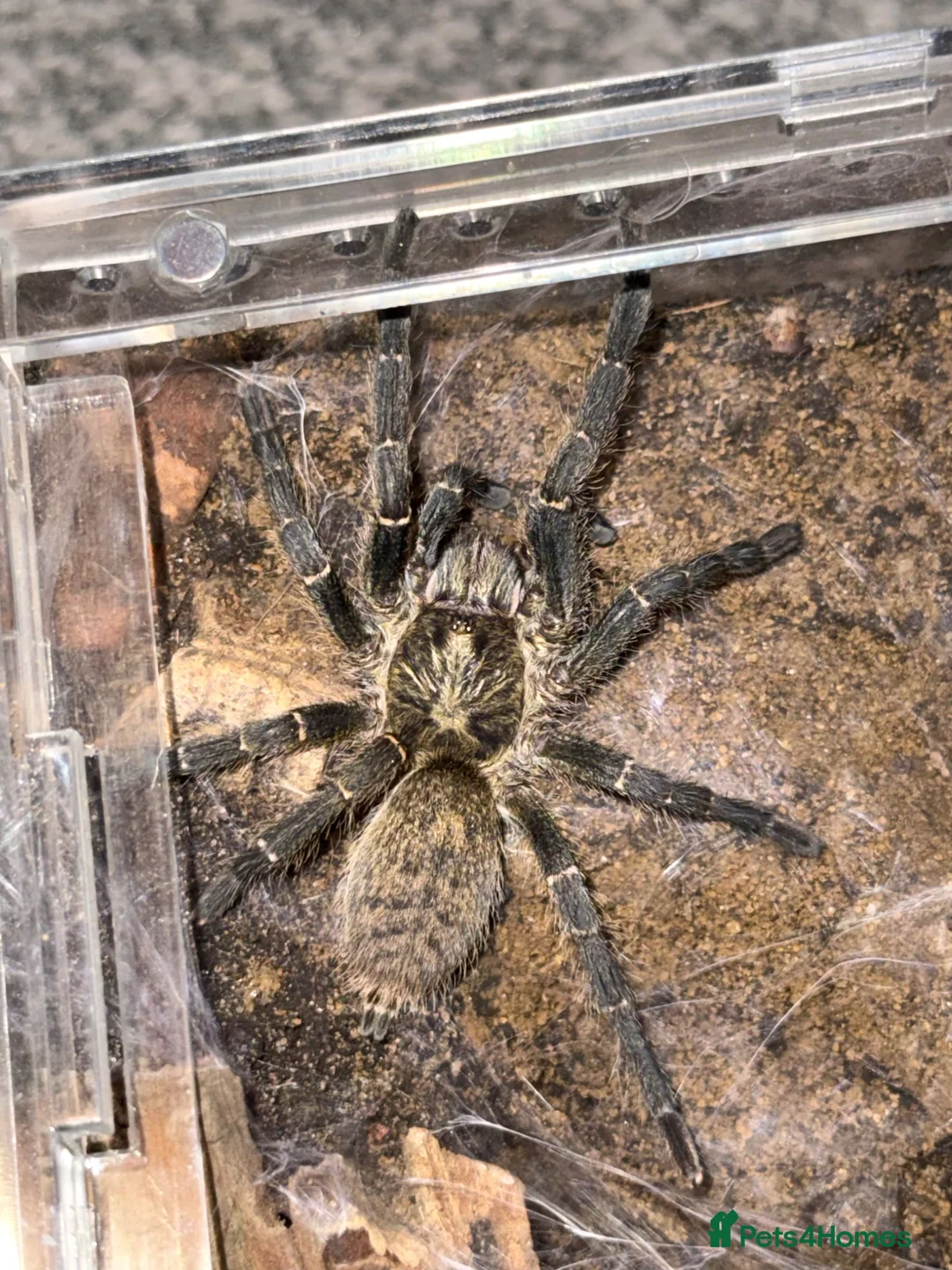 Spiders invertebrates for sale:  Tarantulas Available in Oldham - Advert 1