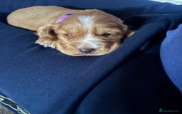 Cocker Spaniel dogs for sale: Working cocker Spainel puppys  - Image 9