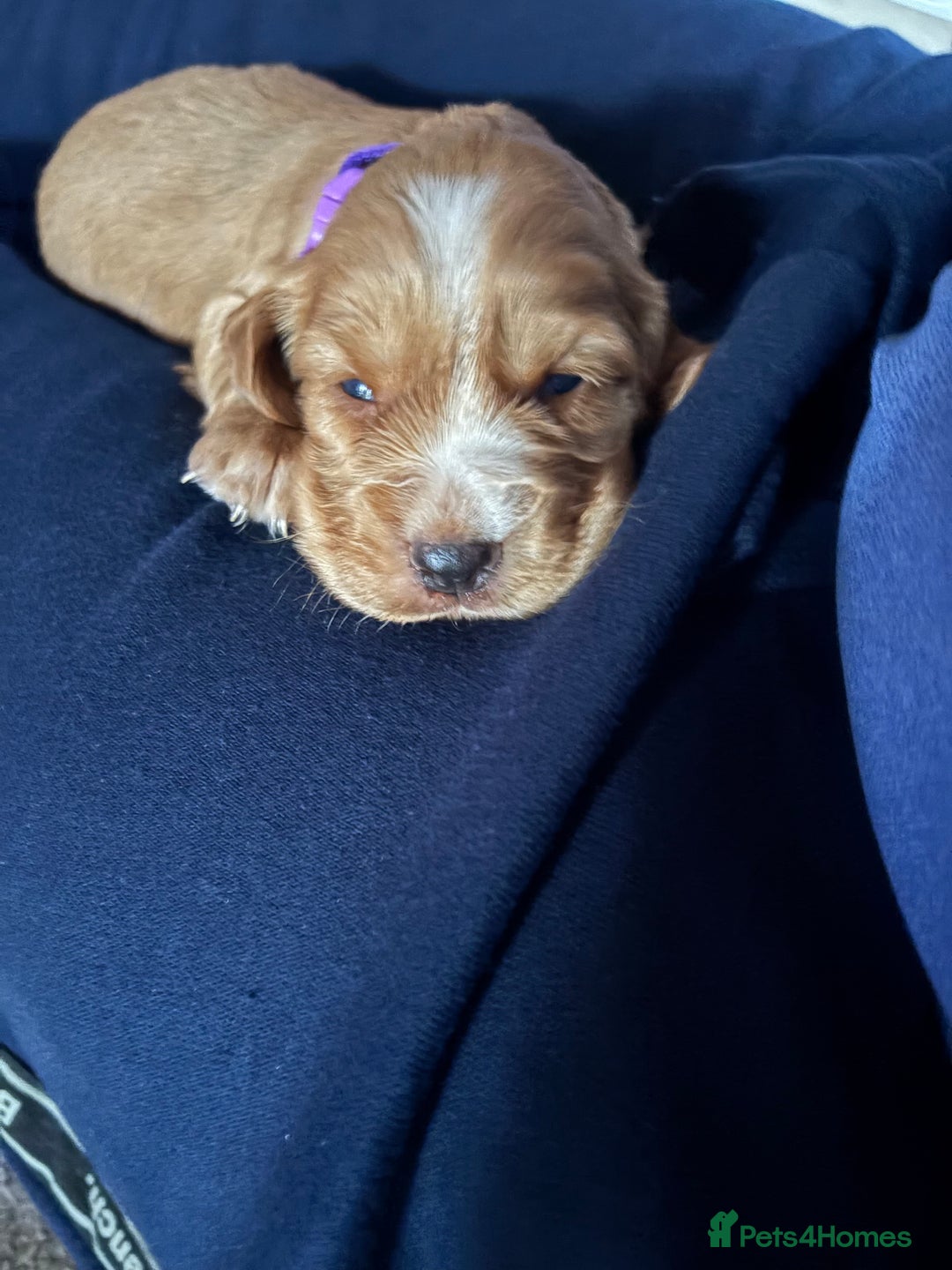 Cocker Spaniel dogs for sale: Working cocker Spainel puppys  - Image 9