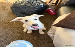 Mixed Breed dogs for sale: Huskador puppies (last little girl) in Shipley - Image 13