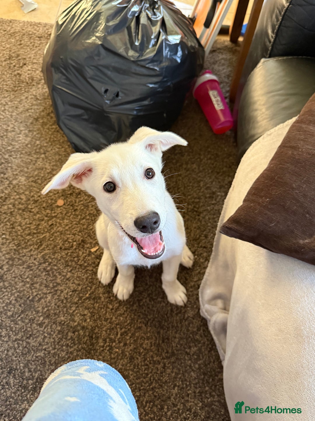 Mixed Breed dogs for sale: Huskador puppies (last little girl) in Shipley - Image 13