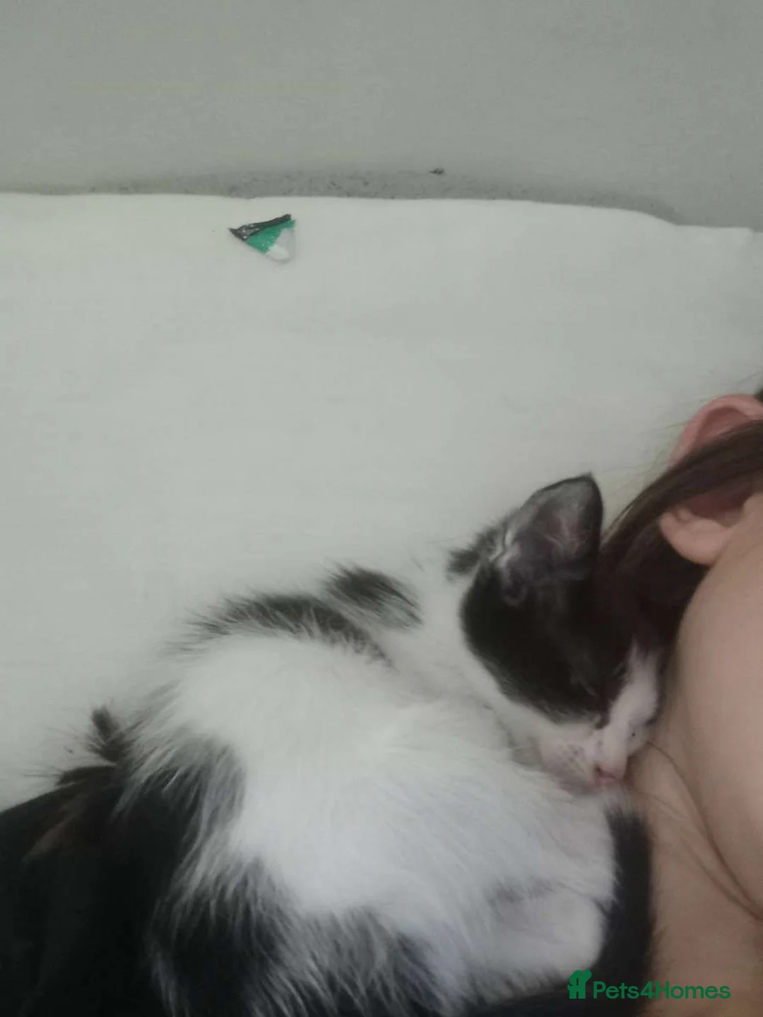 Mixed Breed cats for sale: Beautiful litter of 4 kittens - Advert 2