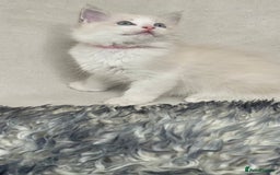 Ragdoll cats for sale: Premium Ragdoll Kittens  Beautiful TICA Registered - Image 11