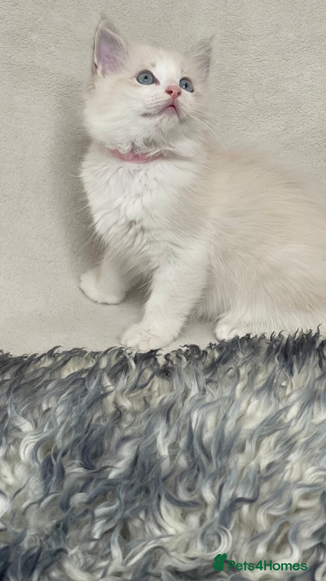 Ragdoll cats for sale: Premium Ragdoll Kittens  Beautiful TICA Registered - Image 11