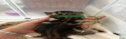 Mixed Breed cats for sale: 5 kittens reserved - Advert 4