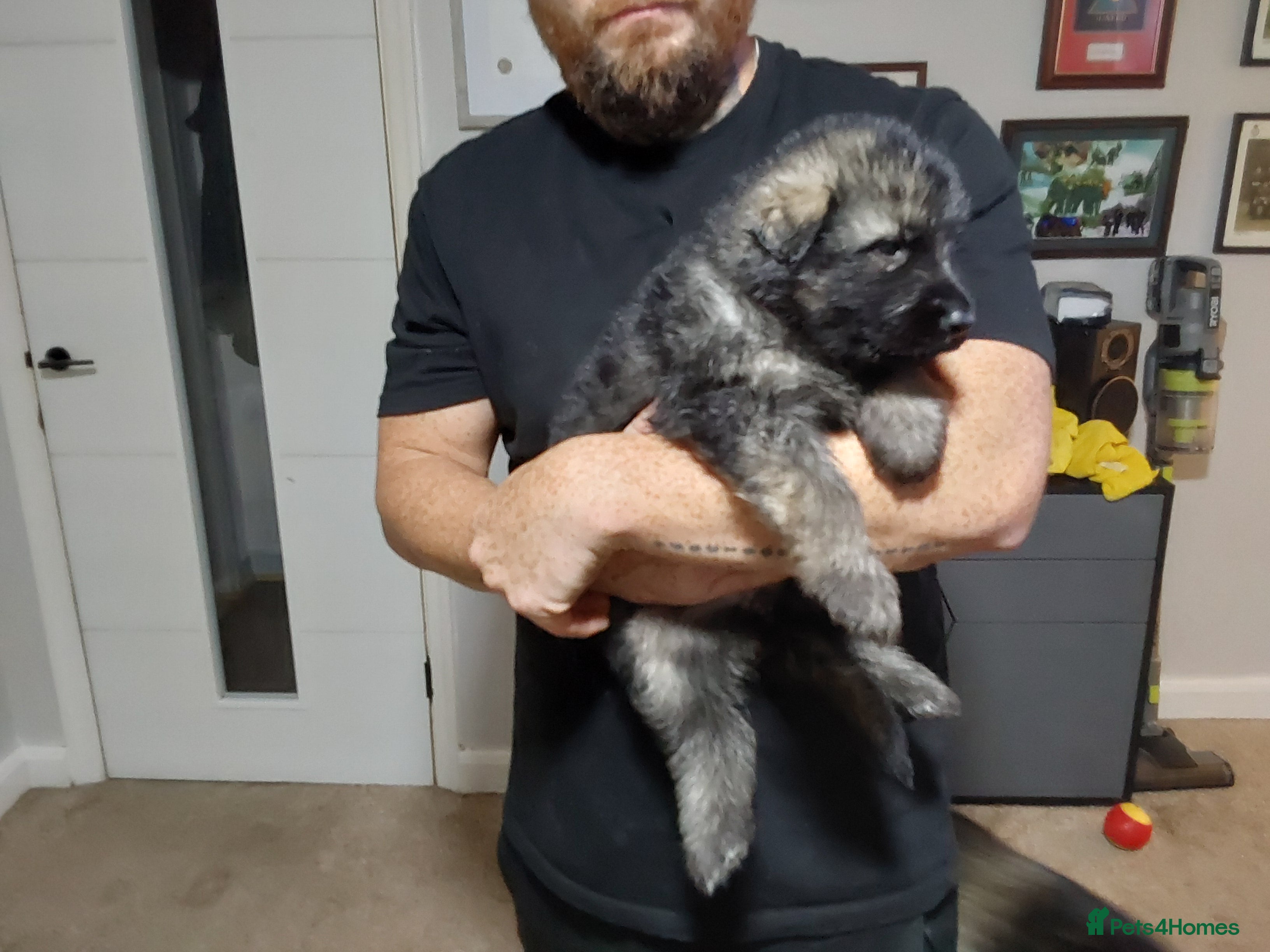 German Shepherd dogs  Pedigree German Shepherd pups straight backed - Advert 2
