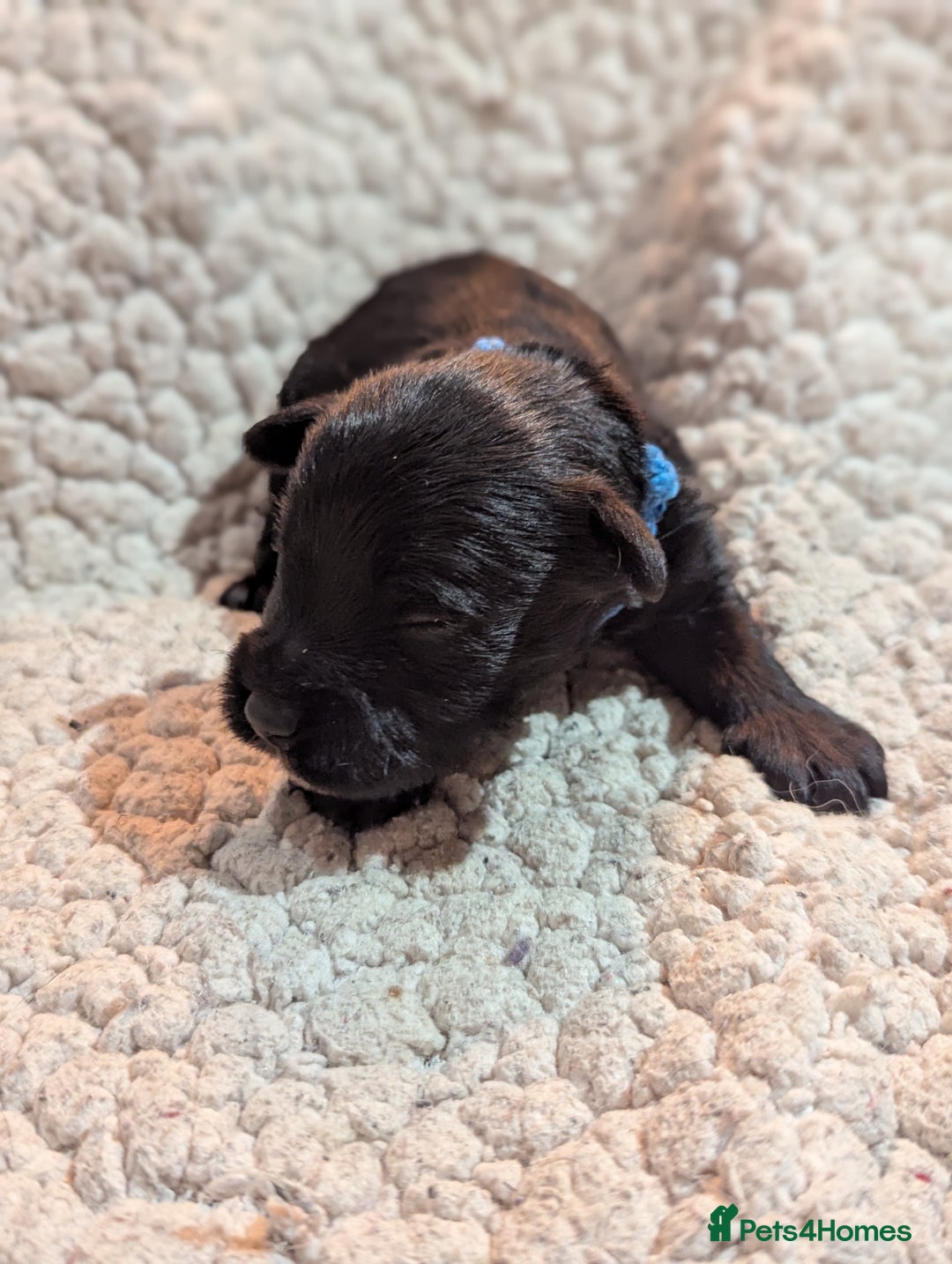 Miniature Schnauzer dogs for sale: Kc reg miniature schnauzers pups available  - Advert 7