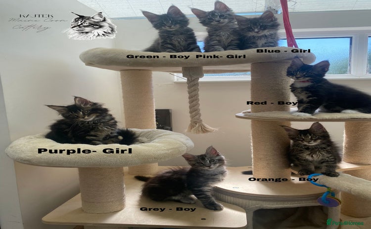 Maine Coon cats - Advert 3