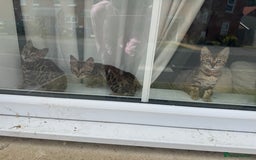 Bengal cats for sale: REDUCEDAbsolutely stunning Bengal Kittens READY in Hook - Image 26