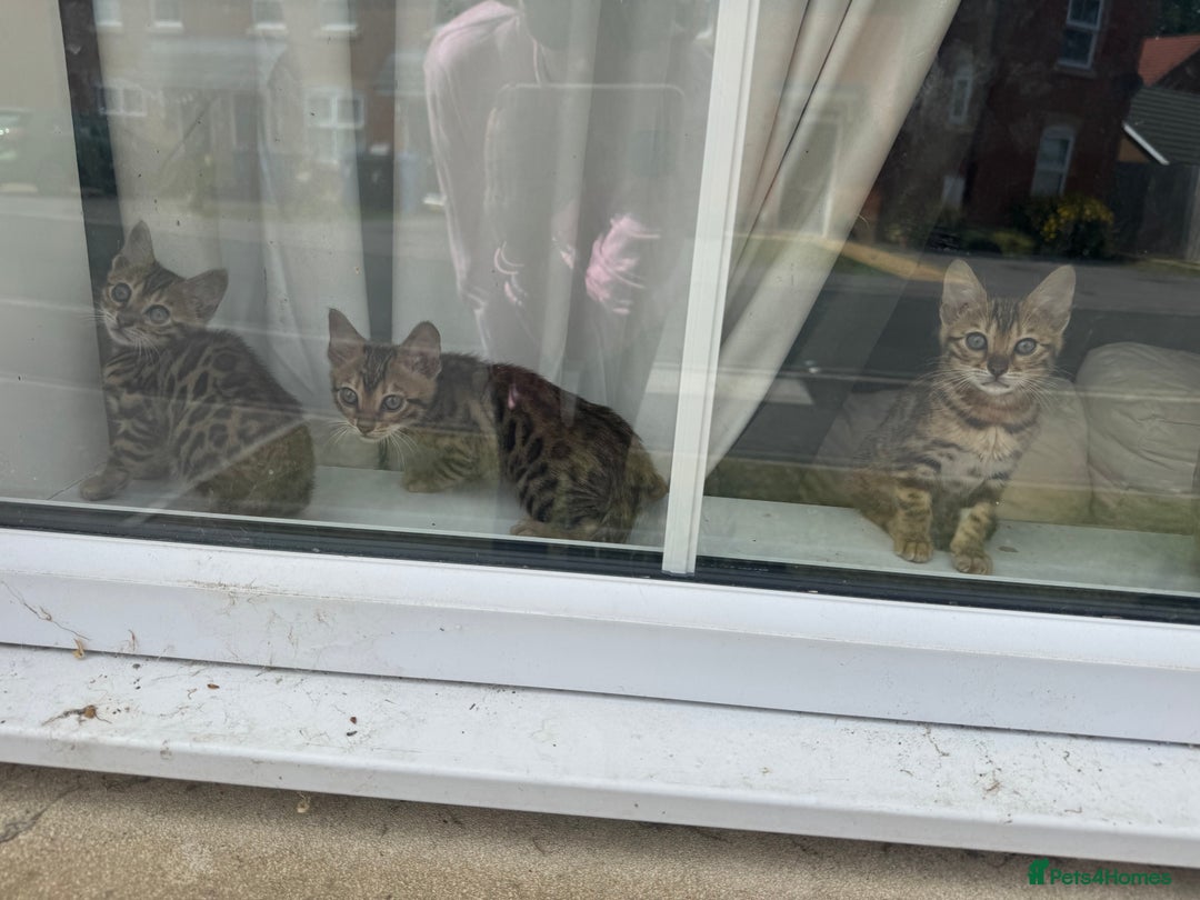 Bengal cats for sale: REDUCEDAbsolutely stunning Bengal Kittens READY in Hook - Image 26