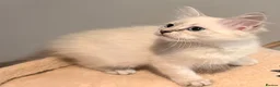 Siberian cats for sale: New imported lines Siberian kittens - Advert 17