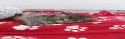 Persian cats for sale: Six absolutely stunning Persian Kittens - Advert 25
