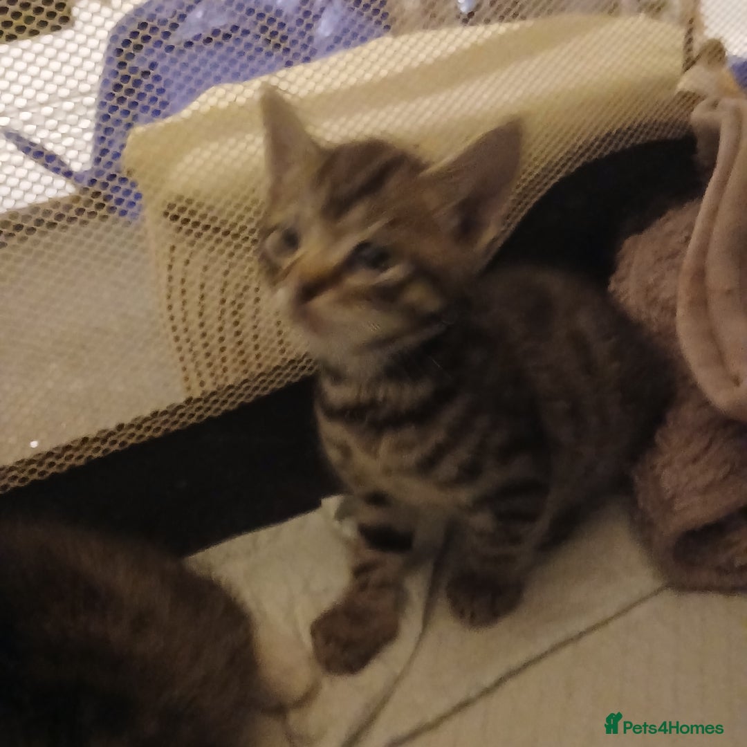 Bengal cats for sale: 2 boy and 2 girls  - Image 25
