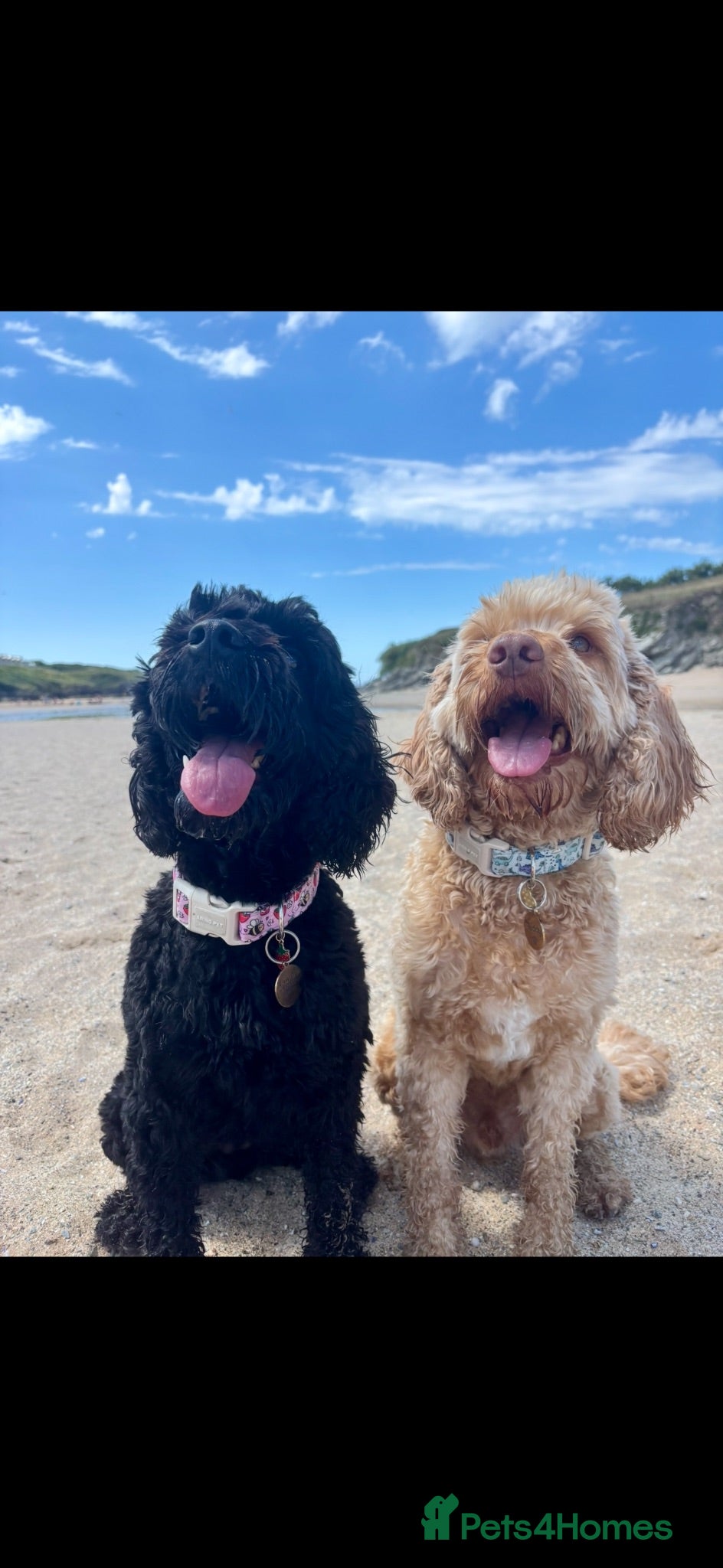 Cockapoo dogs Female cockapoo for re-home  - Advert 4