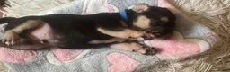 Mixed Breed dogs for sale: Stunning Fringlish puppies  - Advert 9