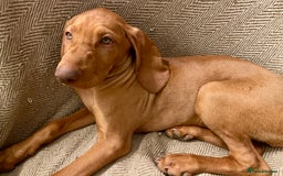Hungarian Vizsla dogs for sale: Last, but best in litter, to go in Hove - Image 23