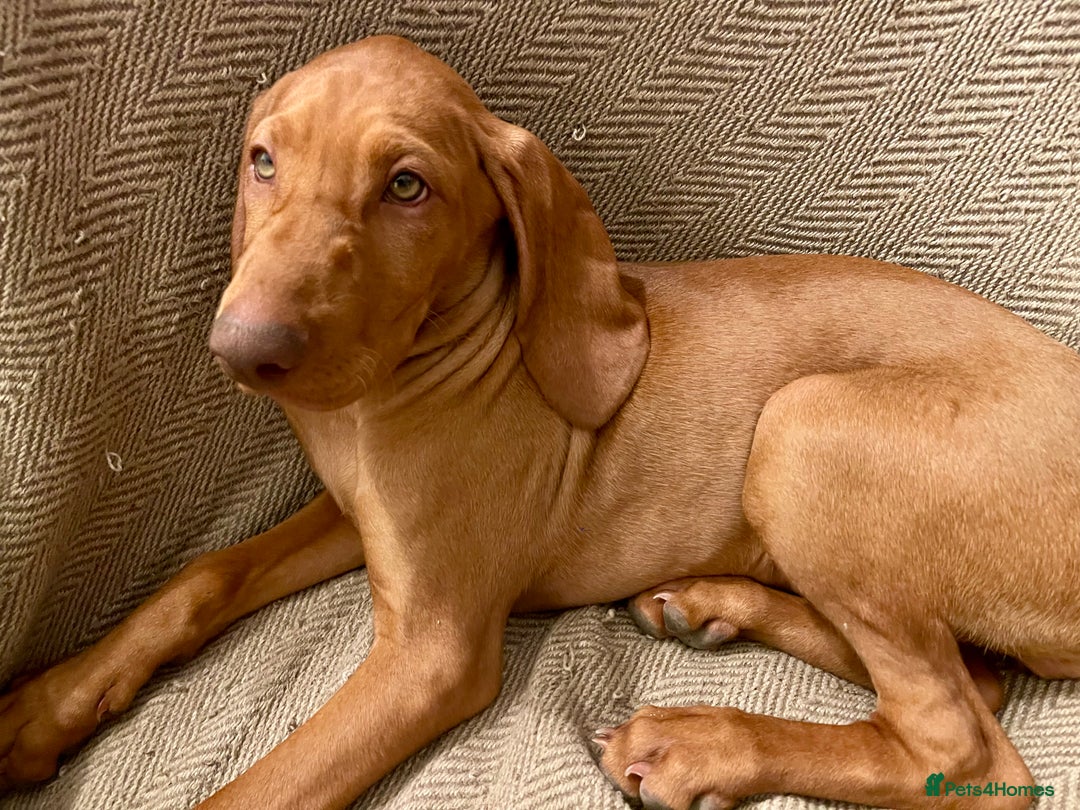 Hungarian Vizsla dogs for sale: Last, but best in litter, to go in Hove - Image 23