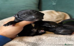 Goldendoodle dogs for sale: F1 Goldendoodle black Puppies - Image 14