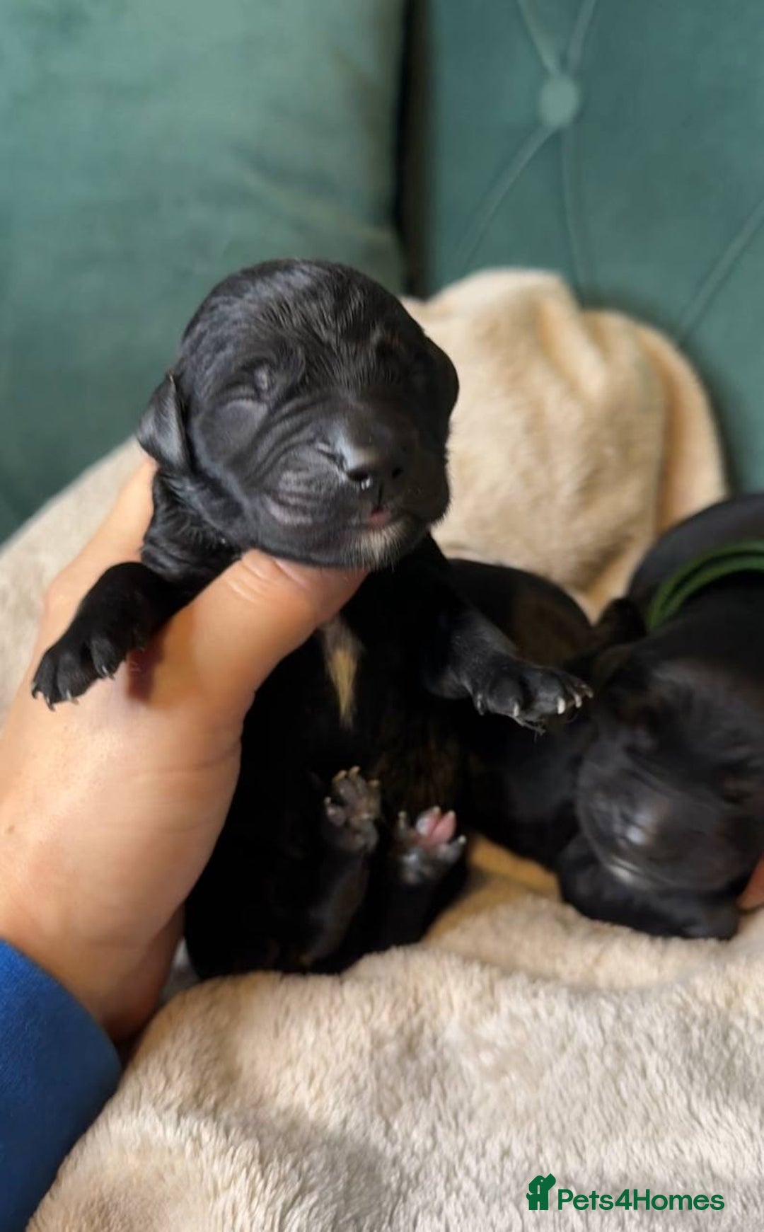 Goldendoodle dogs for sale: F1 Goldendoodle black Puppies - Image 14
