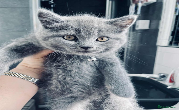 British Shorthair cats - Advert 2